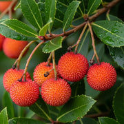 3ft Strawberry Tree | Arbutus unedo | 3L Pot